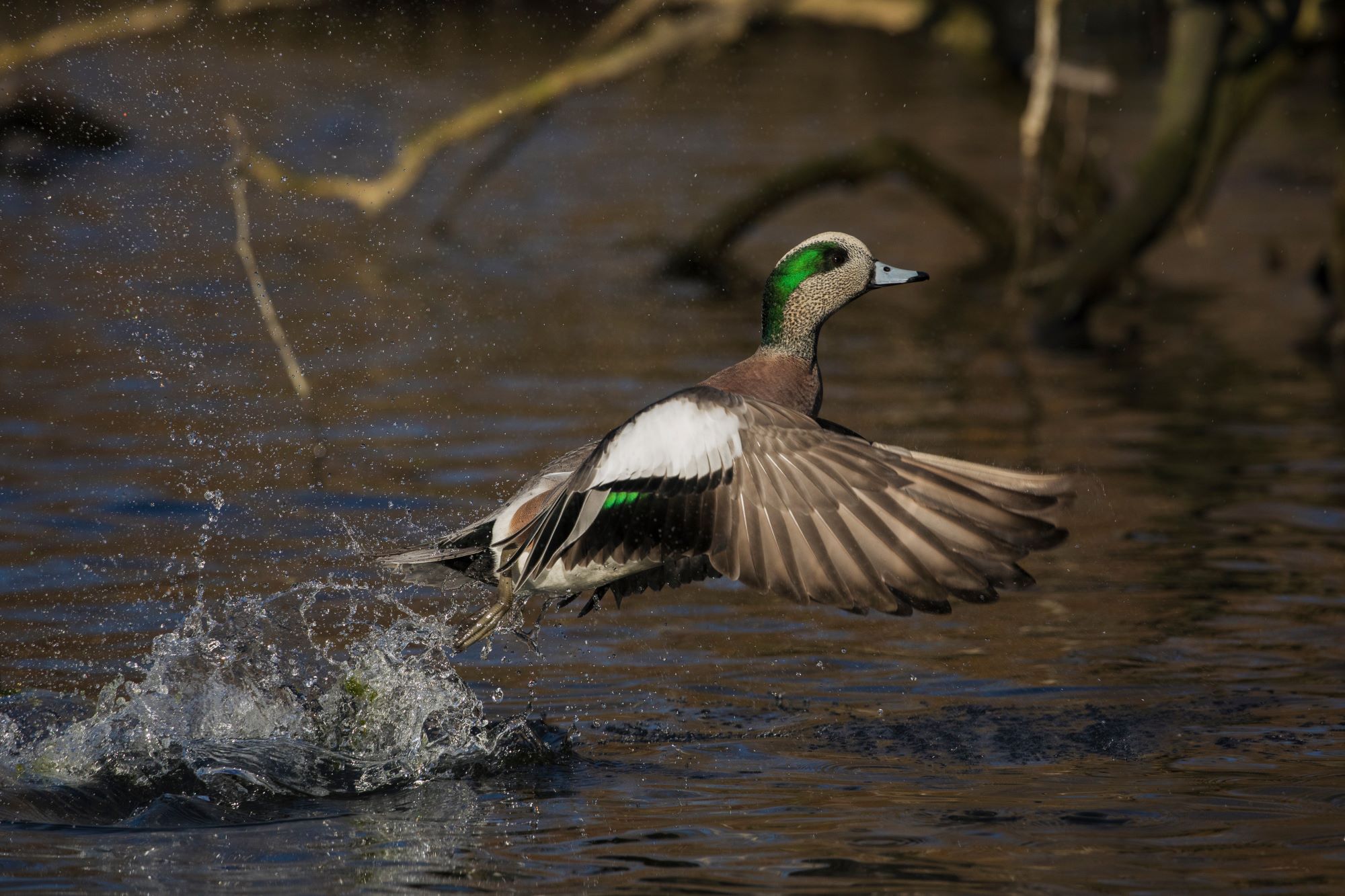 A male American Wigeon flying.