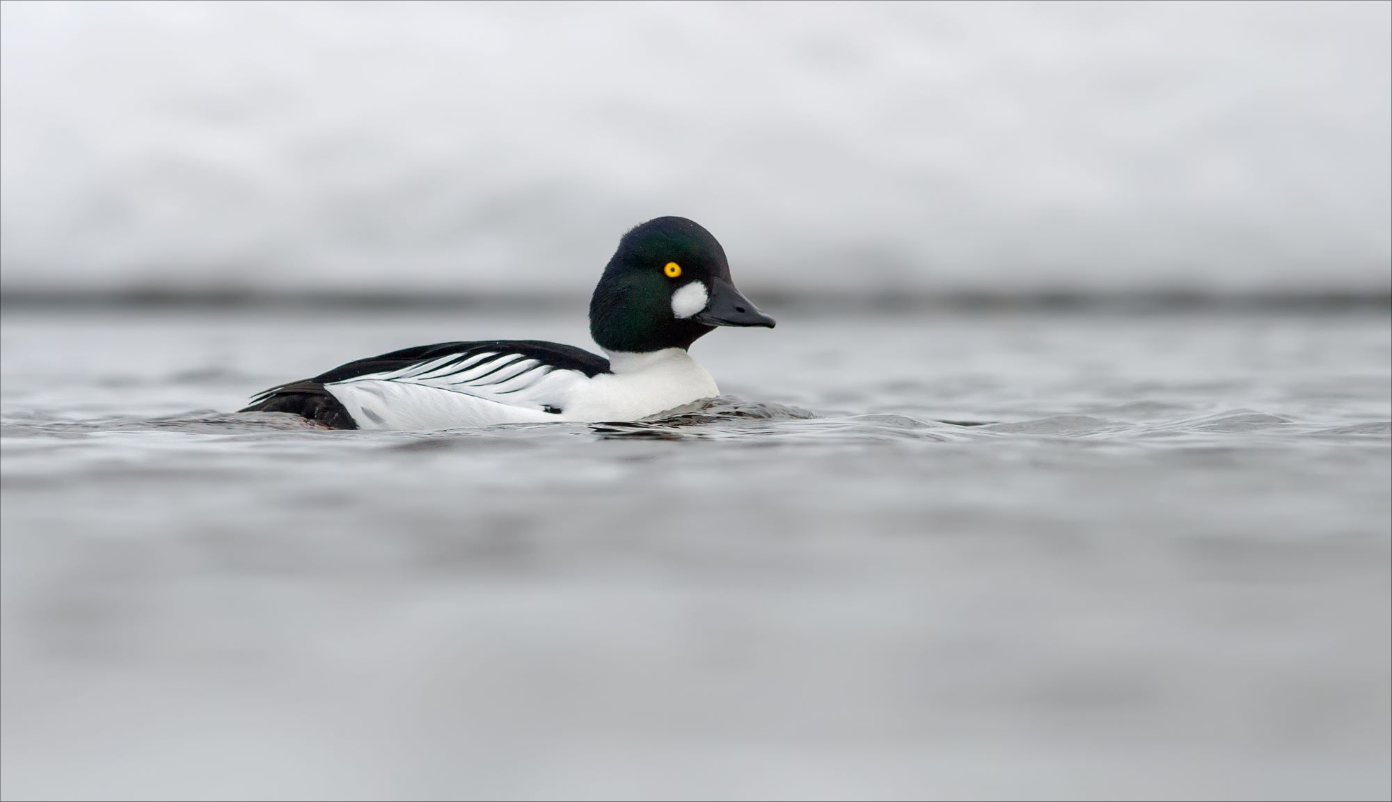 A Common Goldeneye floating in a river.