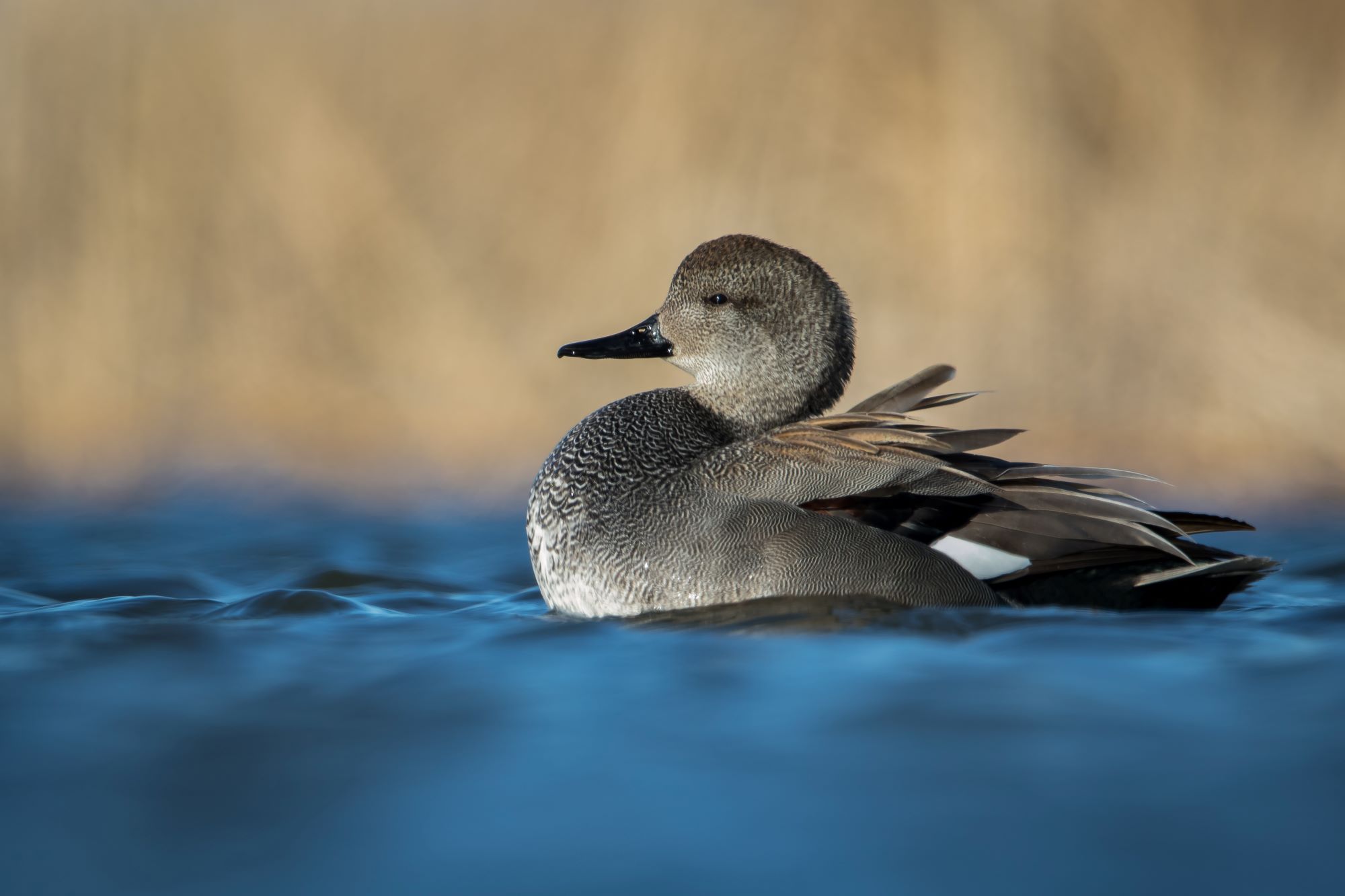 A male Gadwall.