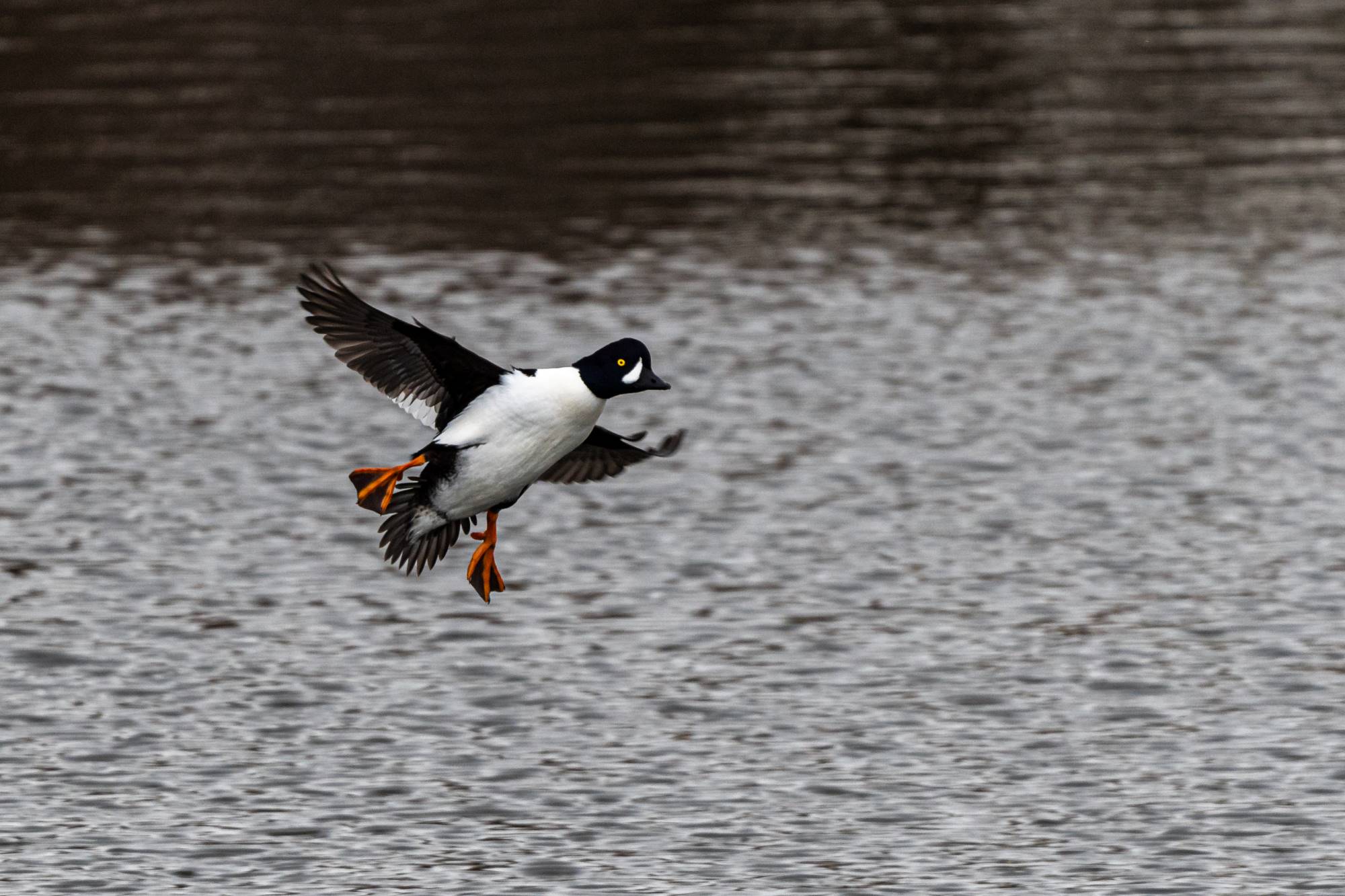 A Barrow's Goldeneye.