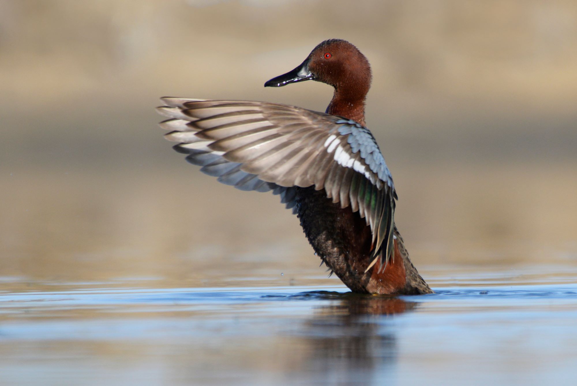 A Cinnamon Teal.