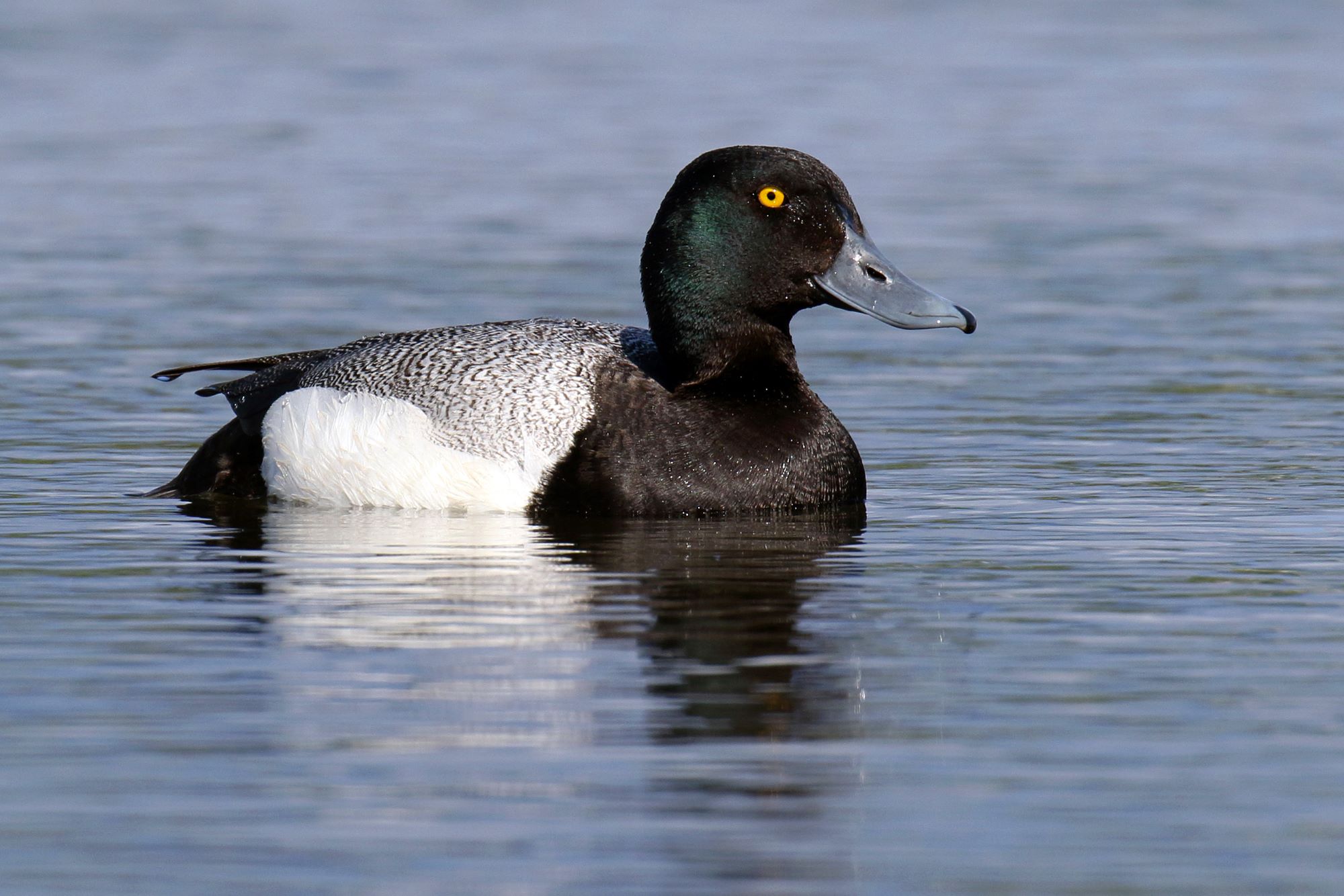 A Lesser Scaup.