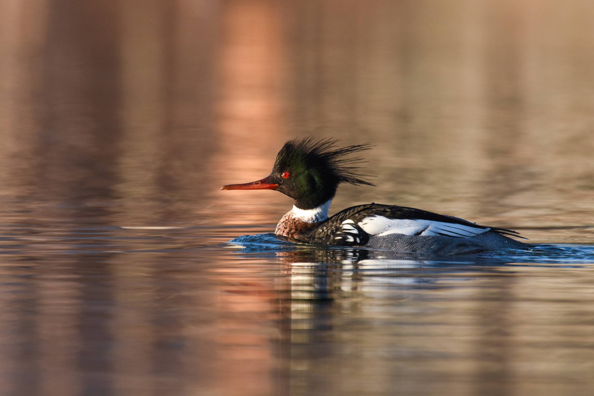 A male Red-breasted Merganser swims through a pond.