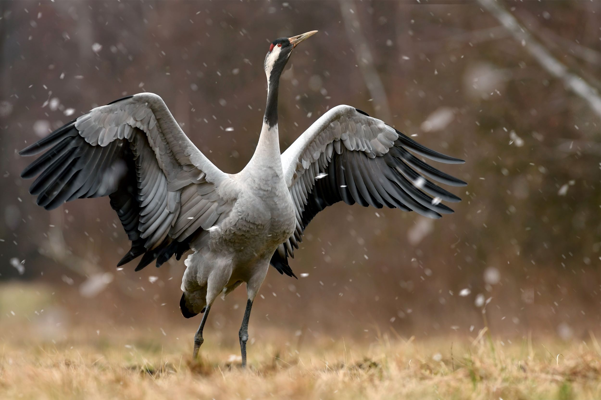 A Common Crane.