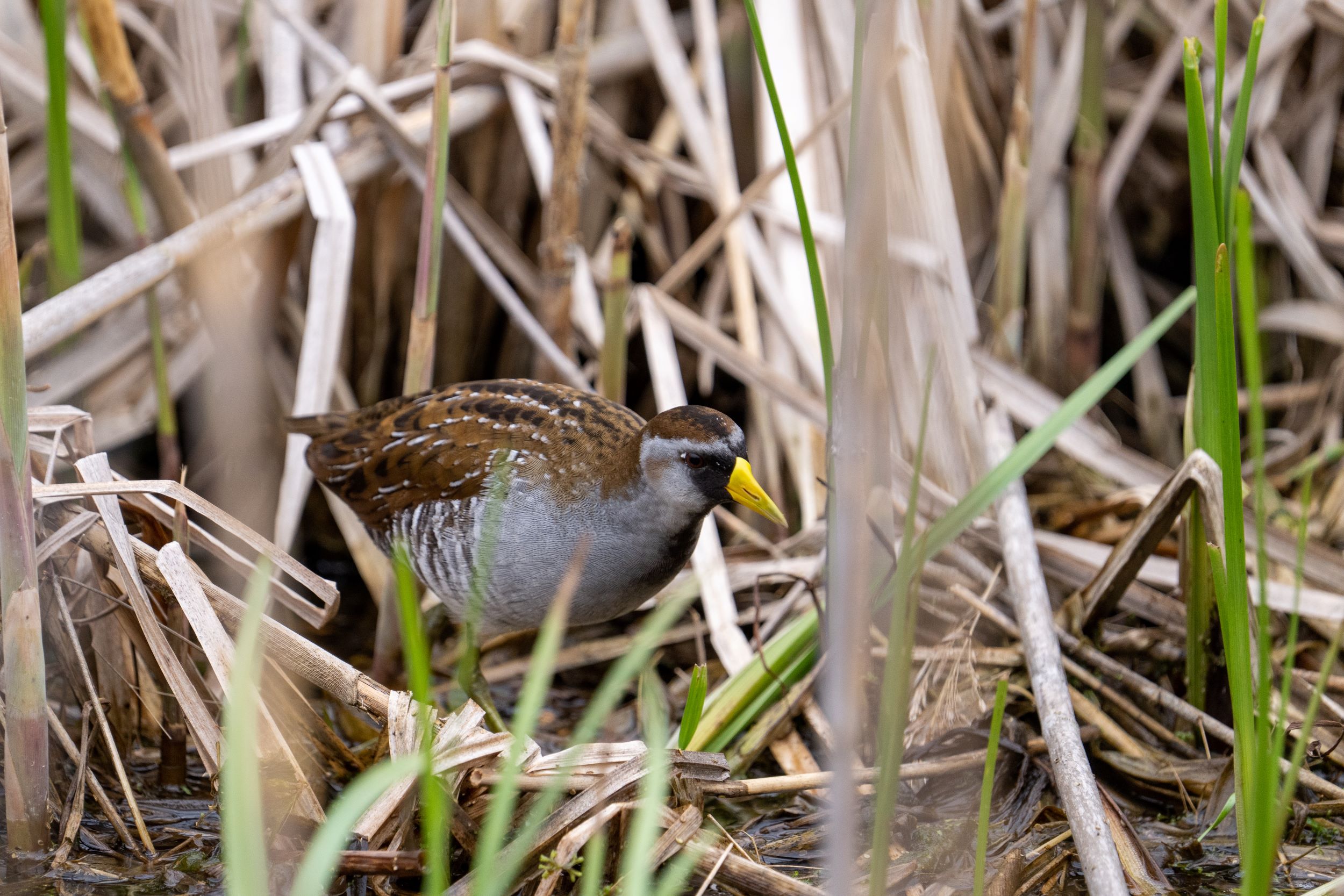 In Utah, Soras are typically found in freshwater marshes and wetlands, where there is an abundance of dense vegetation like cattails and reeds. These habitats provide them with food and cover. Soras are omnivorous and their diet includes seeds, insects, and small aquatic invertebrates. They are adept at foraging in muddy waters and among floating vegetation, using their long toes to navigate and balance on unstable surfaces.