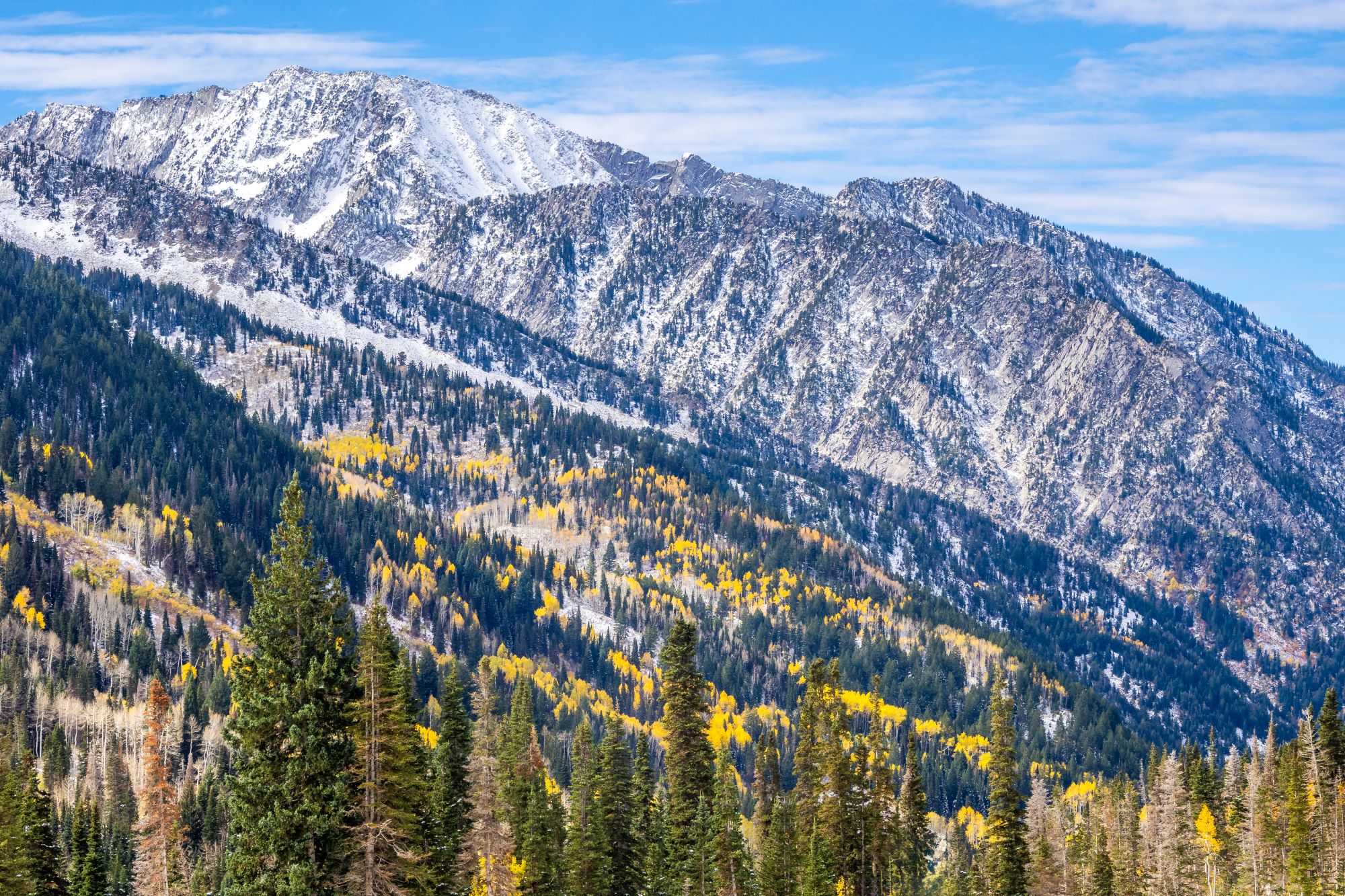 Aspens in a Liitle Cottonwood Canyon.